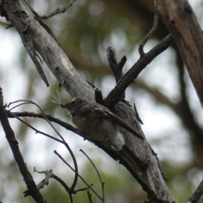 Rhipidura albiscapa (Grey Fantail) at Majura, ACT - 21 Feb 2019 by WalterEgo