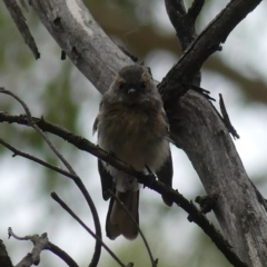 Rhipidura albiscapa at Majura, ACT - 22 Feb 2019