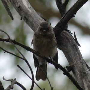 Rhipidura albiscapa at Majura, ACT - 22 Feb 2019