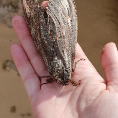 Endoxyla encalypti (Wattle Goat Moth) at Tura Beach, NSW - 17 Feb 2019 by Steff