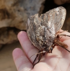 Endoxyla encalypti at Tura Beach, NSW - 18 Feb 2019 09:43 AM