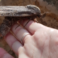 Endoxyla encalypti at Tura Beach, NSW - 18 Feb 2019