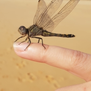 Orthetrum caledonicum at Tura Beach, NSW - 15 Feb 2019 09:20 AM