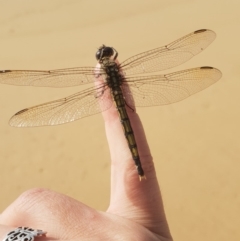 Orthetrum caledonicum at Tura Beach, NSW - 15 Feb 2019 09:20 AM