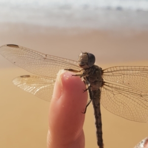 Orthetrum caledonicum at Tura Beach, NSW - 15 Feb 2019 09:20 AM