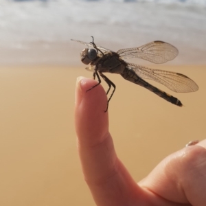 Orthetrum caledonicum at Tura Beach, NSW - 15 Feb 2019 09:20 AM