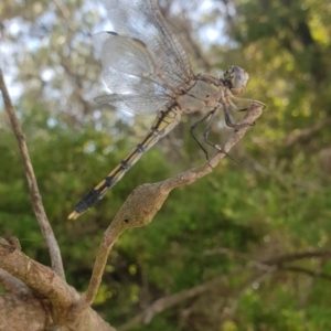 Orthetrum caledonicum at Tura Beach, NSW - 15 Feb 2019 09:20 AM