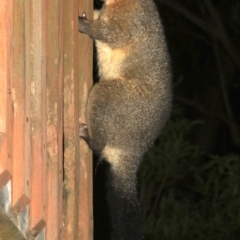 Trichosurus vulpecula (Common Brushtail Possum) at Rosedale, NSW - 15 Feb 2019 by jbromilow50