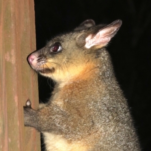 Trichosurus vulpecula at Rosedale, NSW - 15 Feb 2019 10:10 PM