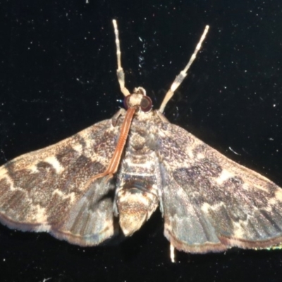 Nacoleia rhoeoalis (Spilomelinae) at Rosedale, NSW - 16 Feb 2019 by jb2602