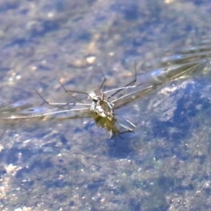 Tenagogerris euphrosyne at Rosedale, NSW - 16 Feb 2019 11:58 AM