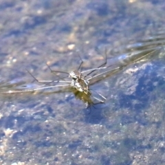 Tenagogerris euphrosyne (Water Strider) at Rosedale, NSW - 16 Feb 2019 by jb2602