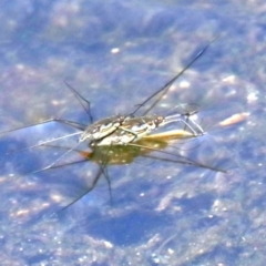 Tenagogerris euphrosyne at Rosedale, NSW - 16 Feb 2019 11:58 AM