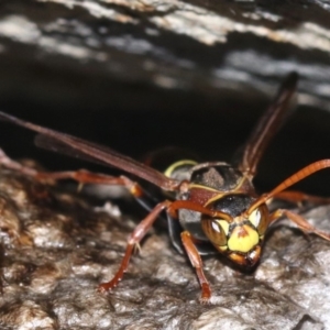 Polistes (Polistella) humilis at Rosedale, NSW - 14 Feb 2019