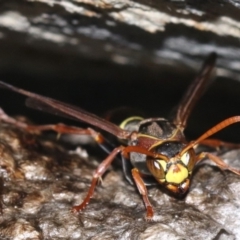 Polistes (Polistella) humilis (Common Paper Wasp) at Rosedale, NSW - 14 Feb 2019 by jbromilow50