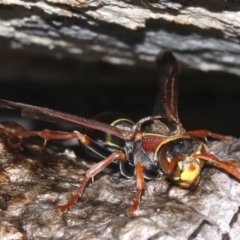 Polistes (Polistella) humilis at Rosedale, NSW - 14 Feb 2019 08:48 PM