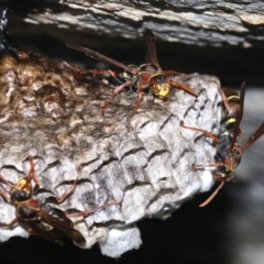 Polistes (Polistella) humilis at Rosedale, NSW - 14 Feb 2019