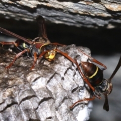 Polistes (Polistella) humilis at Rosedale, NSW - 14 Feb 2019