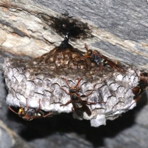 Polistes (Polistella) humilis at Rosedale, NSW - 14 Feb 2019 08:48 PM