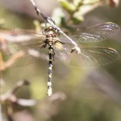 Synthemis eustalacta (Swamp Tigertail) at ANBG - 19 Feb 2019 by AlisonMilton