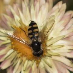 Melangyna viridiceps (Hover fly) at Acton, ACT - 19 Feb 2019 by Alison Milton