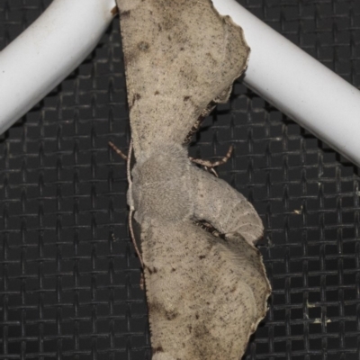 Circopetes obtusata (Grey Twisted Moth) at Higgins, ACT - 21 Feb 2019 by Alison Milton