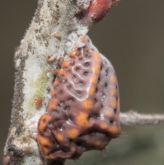 Icerya acaciae (Acacia mealy bug) at Forde, ACT - 21 Feb 2019 by Alison Milton