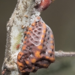 Icerya acaciae (Acacia mealy bug) at Forde, ACT - 22 Feb 2019 by AlisonMilton