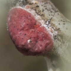 Icerya acaciae at Forde, ACT - 22 Feb 2019