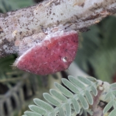 Icerya acaciae at Forde, ACT - 22 Feb 2019