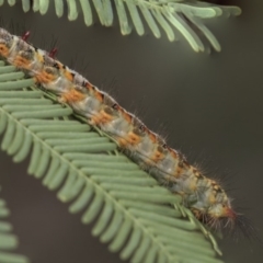 Acyphas semiochrea (Omnivorous Tussock Moth) at Forde, ACT - 22 Feb 2019 by AlisonMilton