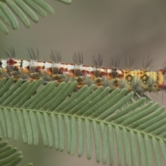 Acyphas semiochrea at Forde, ACT - 22 Feb 2019