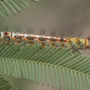 Acyphas semiochrea at Forde, ACT - 22 Feb 2019