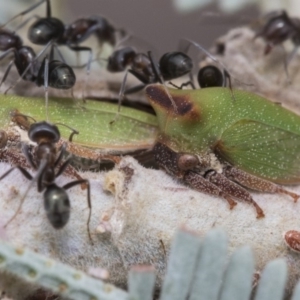 Sextius virescens at Forde, ACT - 22 Feb 2019 09:26 AM