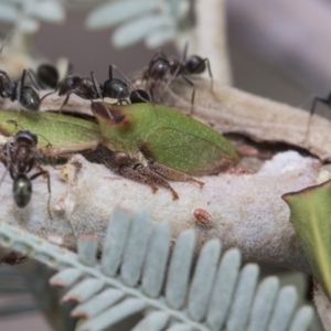 Sextius virescens at Forde, ACT - 22 Feb 2019