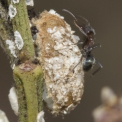 Unidentified Scale insect or Mealybug (Hemiptera, Coccoidea) at Forde, ACT - 21 Feb 2019 by Alison Milton