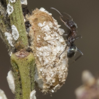 Unidentified Scale insect & mealybug (Hemiptera, Coccoidea) at Forde, ACT - 21 Feb 2019 by Alison Milton