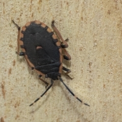 Diemenia rubromarginata (Pink-margined bug) at Forde, ACT - 21 Feb 2019 by Alison Milton