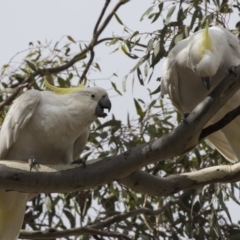 Cacatua galerita (Sulphur-crested Cockatoo) at Forde, ACT - 22 Feb 2019 by AlisonMilton