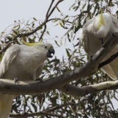 Cacatua galerita (Sulphur-crested Cockatoo) at Forde, ACT - 21 Feb 2019 by Alison Milton