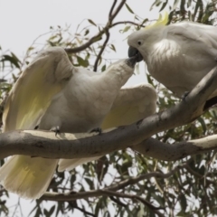 Cacatua galerita at Forde, ACT - 22 Feb 2019 09:41 AM