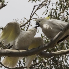Cacatua galerita at Forde, ACT - 22 Feb 2019
