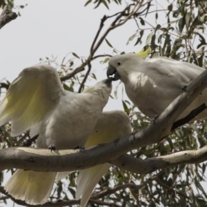 Cacatua galerita at Forde, ACT - 22 Feb 2019