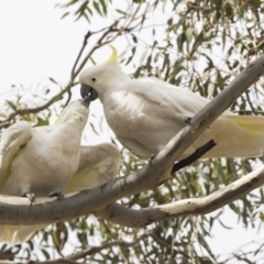 Cacatua galerita at Forde, ACT - 22 Feb 2019