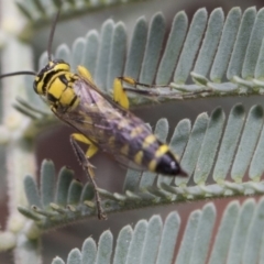 Tiphiidae (family) (Unidentified Smooth flower wasp) at Mulligans Flat - 21 Feb 2019 by AlisonMilton