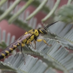 Tiphiidae (family) at Forde, ACT - 22 Feb 2019