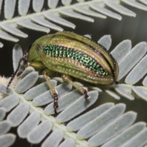 Calomela vittata at Forde, ACT - 22 Feb 2019 09:18 AM