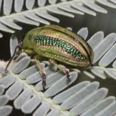 Calomela vittata (Acacia leaf beetle) at Forde, ACT - 21 Feb 2019 by Alison Milton