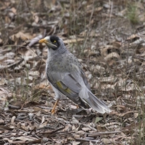 Manorina melanocephala at Forde, ACT - 22 Feb 2019 10:12 AM