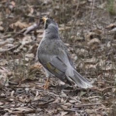 Manorina melanocephala at Forde, ACT - 22 Feb 2019 10:12 AM